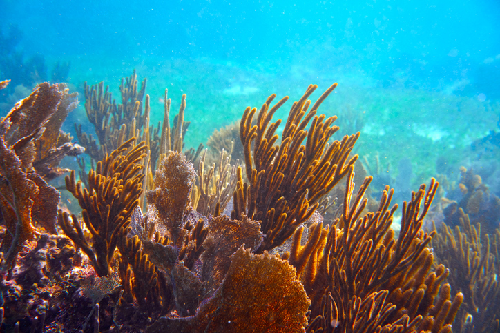 NOAA’s Coral Reef Conservation Program Awards Over $8.3 Million in Grants