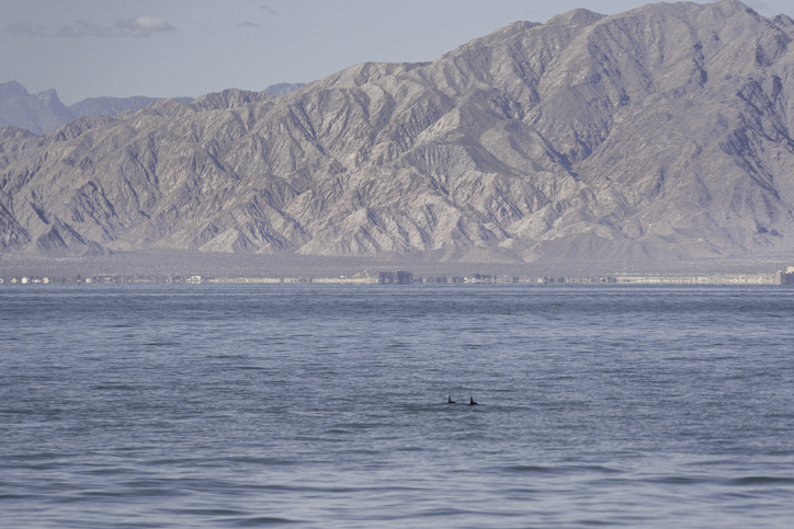 Following U.S. Ban of Seafood Imports from Mexico, Vaquita Case Against NMFS Dismissed