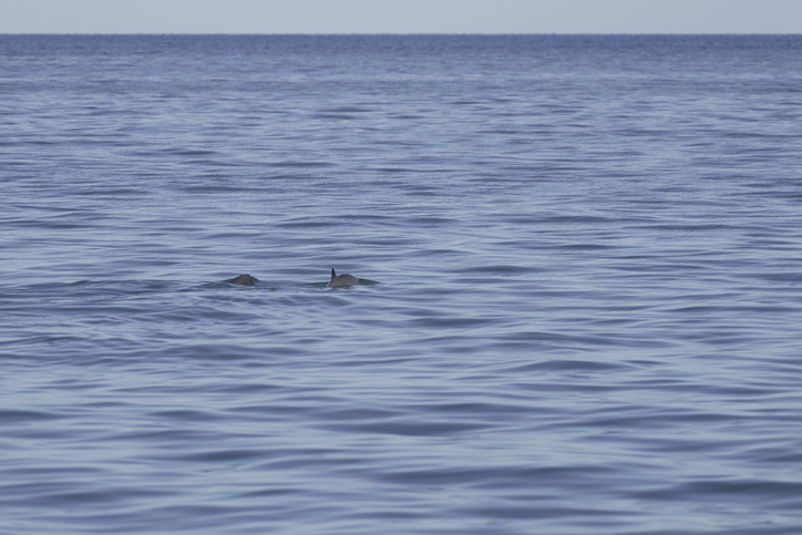 Mexican Shrimp Council Remains Committed to Protecting Vaquita Following NMFS Ban