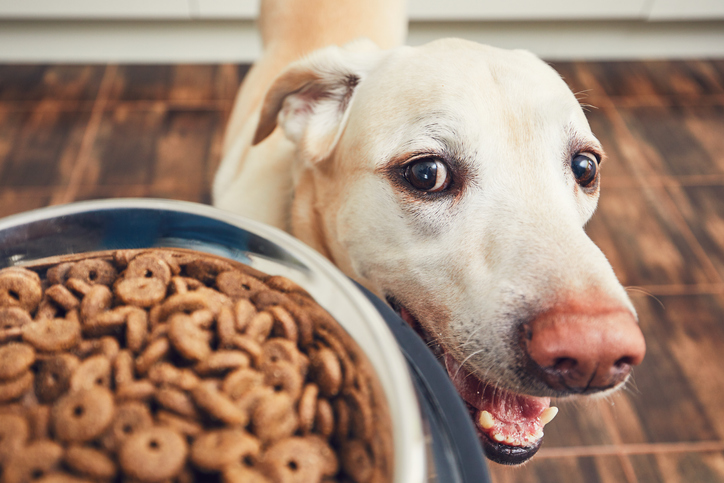 Pet Owners Seeking Out Food Free from Wheat, Soy, Artificial Colors and More