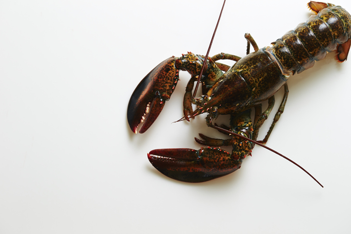 Outlook Better as Massachusetts Tries a 3rd Time to Get Lobster Processing Bill Through Legislature