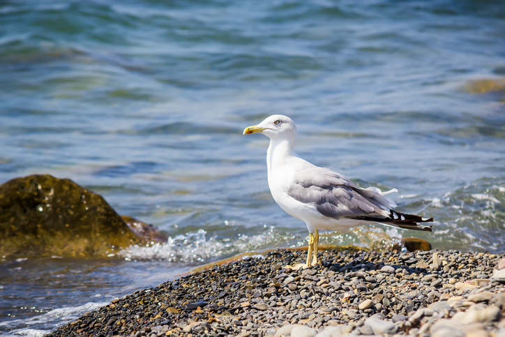 Gulls Identified as Additional Hindrance to Columbia River Salmon Survival in Some Areas