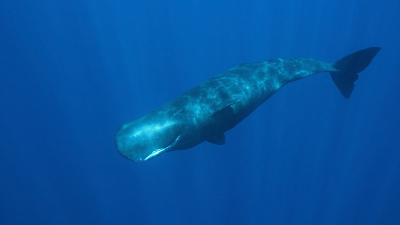 Fishermen Using Acoustics, Broadcast Alerts to Outwit Whales