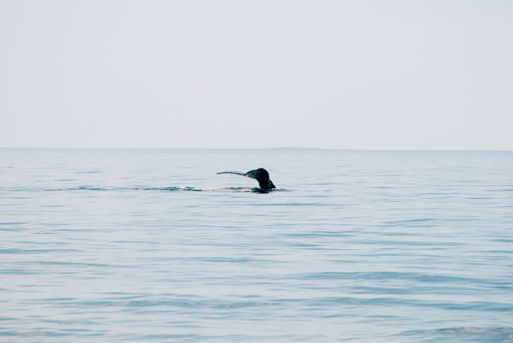 High Density of Endangered Right Whales Spotted in Massachusetts Waters