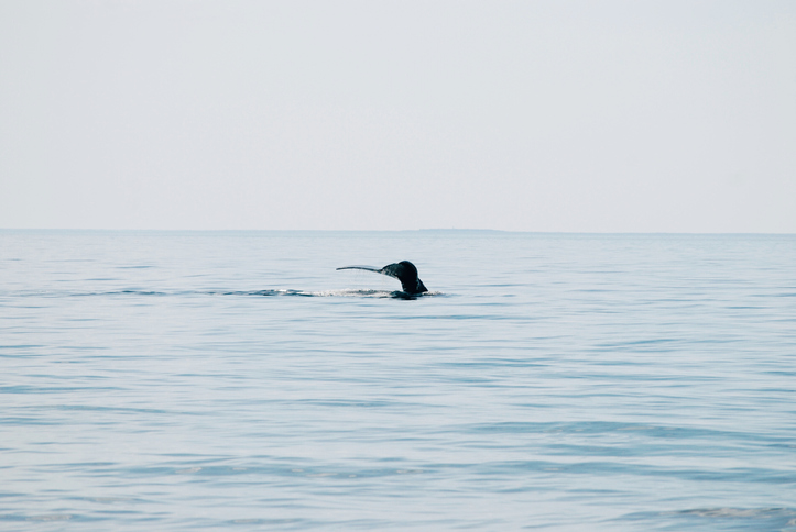 Entangled Right Whale Spotted of New Jersey Coast, Whale in Extremely Poor Condition