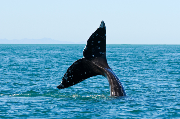 Court Denies Californias Attempt to Delay Whale Entanglement Case