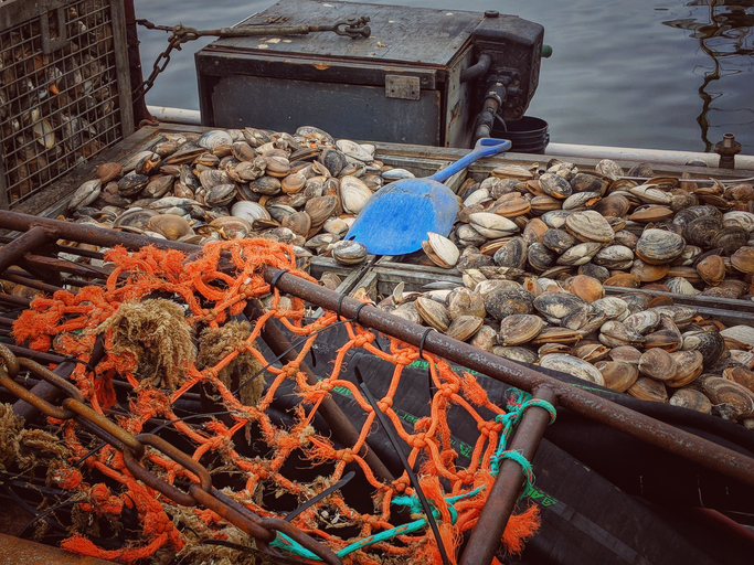 Opinion: Warming Ocean’s Effect on East Coast Shellfish Should be a Warning to Us