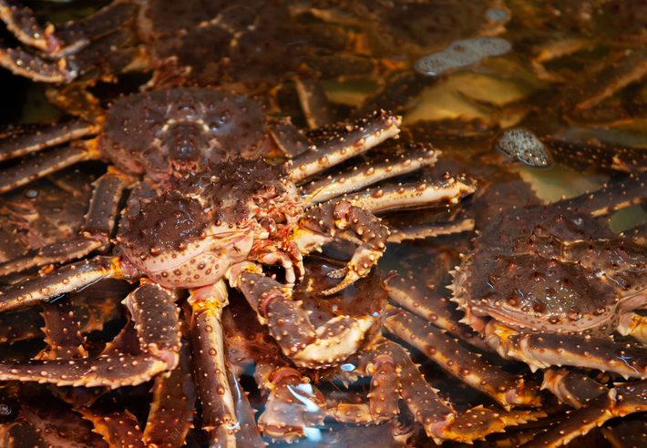 2019 Crab Production and Market Data Released; Live Crab Diverted From China to Other Asia Markets