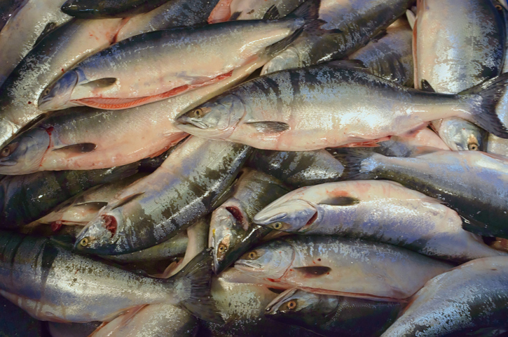 Russia Prepares For Salmon Fishing Season This Year