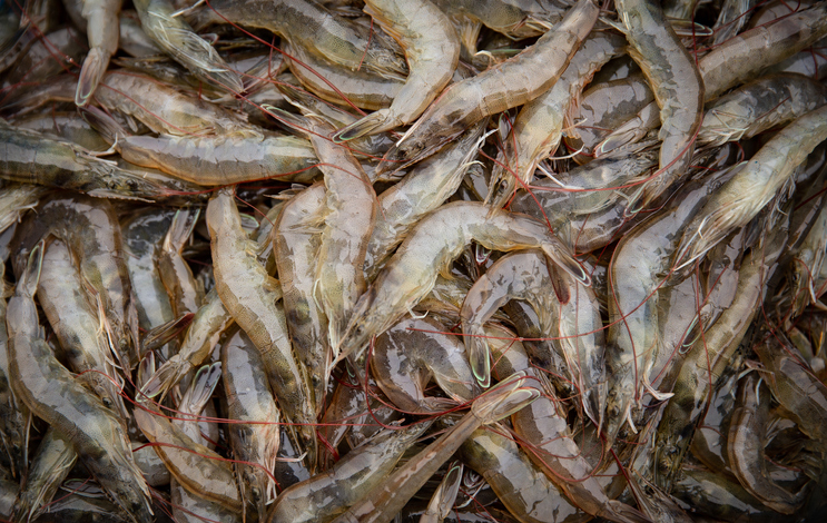 Live Shrimp Sees A Bright Tomorrow in Chinese Market