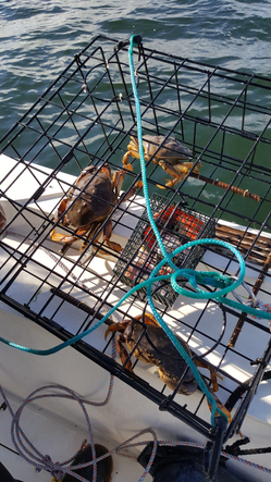 West Coast States Delay Dungeness Crab Season — Again