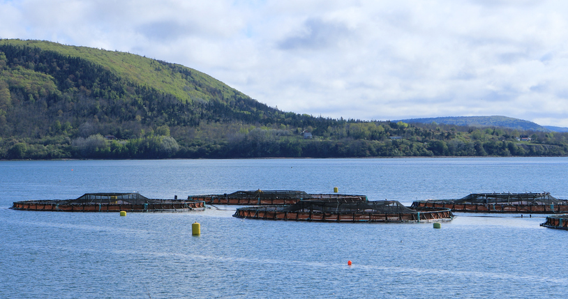 DFO Opens Up Public Engagement for First-Ever Aquaculture Act