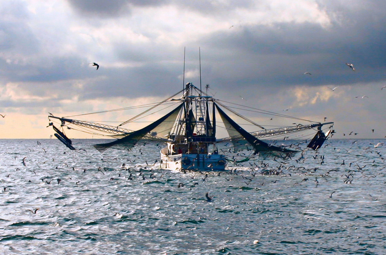 Gulf Shrimp Landings Below Average in June, After Huge Surge in May