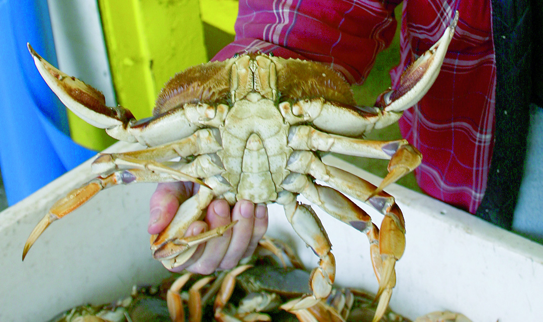 Southern Oregon Crab Under Evisceration Order Again