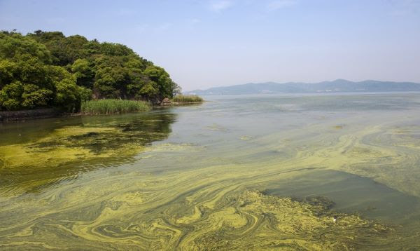 NOAA Awards $18.9M for Harmful Algal Bloom Research, Monitoring
