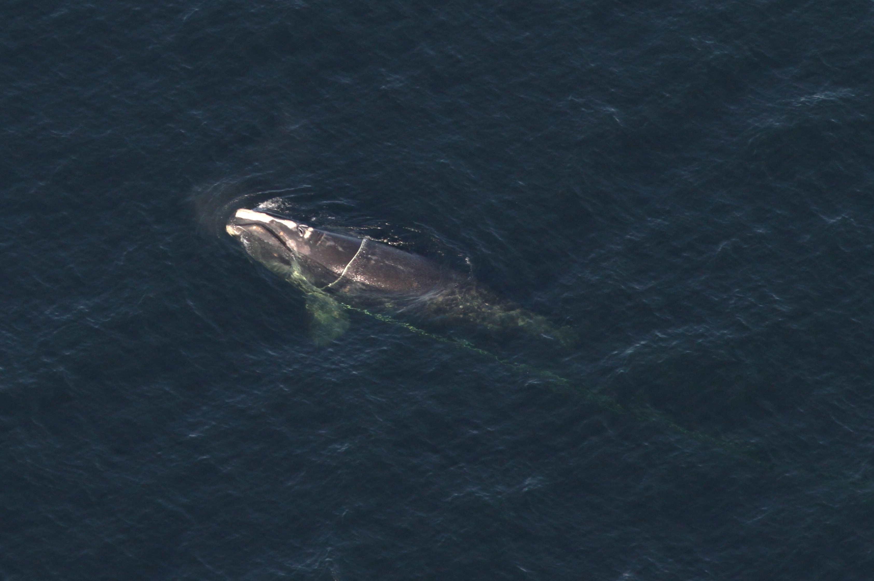 NOAA Updates North Atlantic Right Whale UME With Recent Cases From Canadian Waters