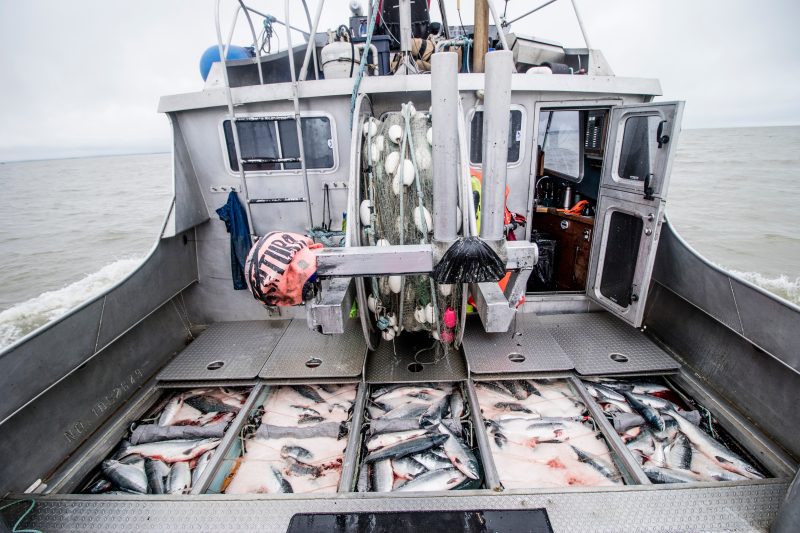 BBRSDA to Fleet: Alaska’s Sockeye Could be Two-Thirds of World Supply in 2020