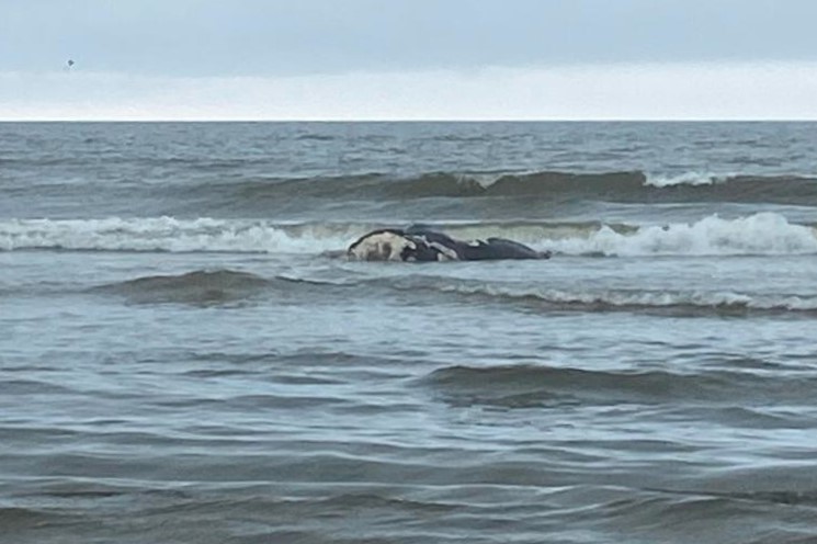 Third North Atlantic Right Whale Death Recorded This Year