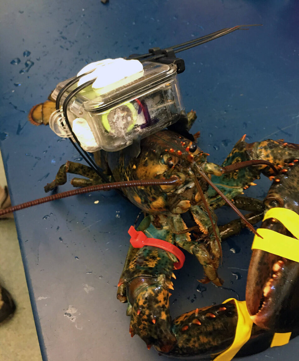Researchers Equip Lobsters With Fitness Trackers to Boost Supply Chain Survival