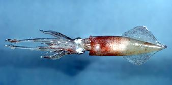 U.S. Northeastern Longfin Inshore Squid Fishery First to Achieve MSC Certification