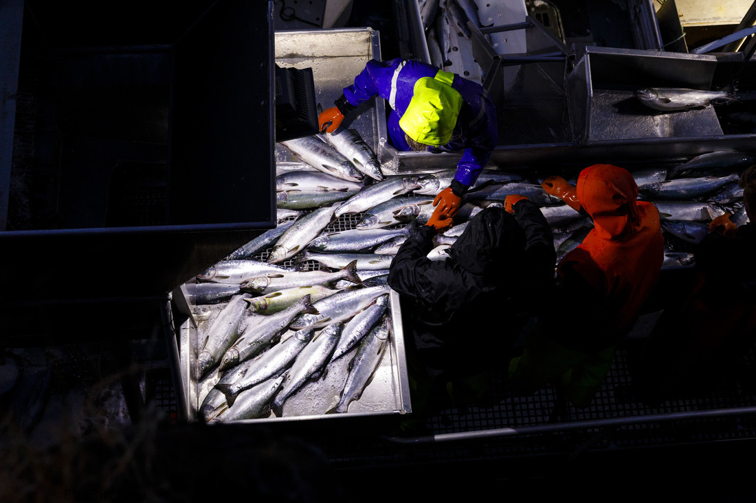 Alaska Salmon Fishery Achieves Fifth MSC Certification; Marks 25 Years of Program Engagement