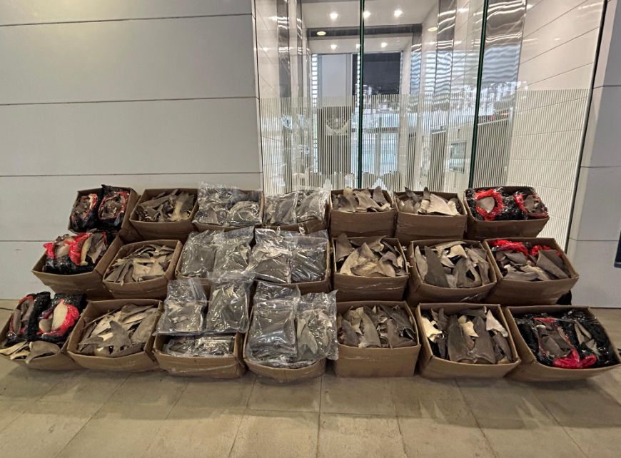 Hong Kong Customs Agents Seize Smuggled Dried Fish Maws, Shark Fins And More In March