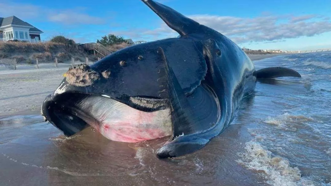 20-Year-Old North Atlantic Right Whale Dead on Virginia Beach