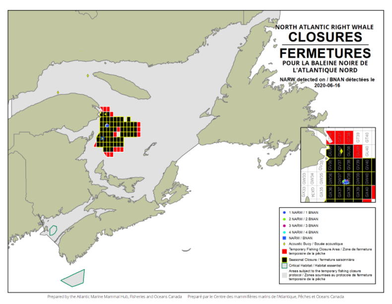 North Atlantic Right Whale Sightings Have Now Closed Over 60 Grids in Gulf of St. Lawrence