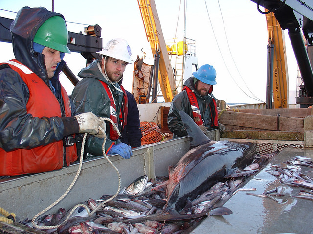Research That Finds Fish Feel Pain Could Lead to Major Changes in Fishing Industry