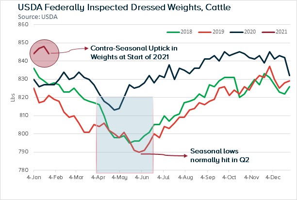 ANALYSIS: Steer Carcass Weights Begin 2021 in Contra-Seasonal Uptrend