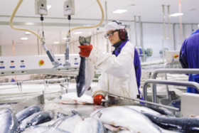 INTERVIEW: Norwegian Salmon Producer Nordlaks Looks at Bright Future