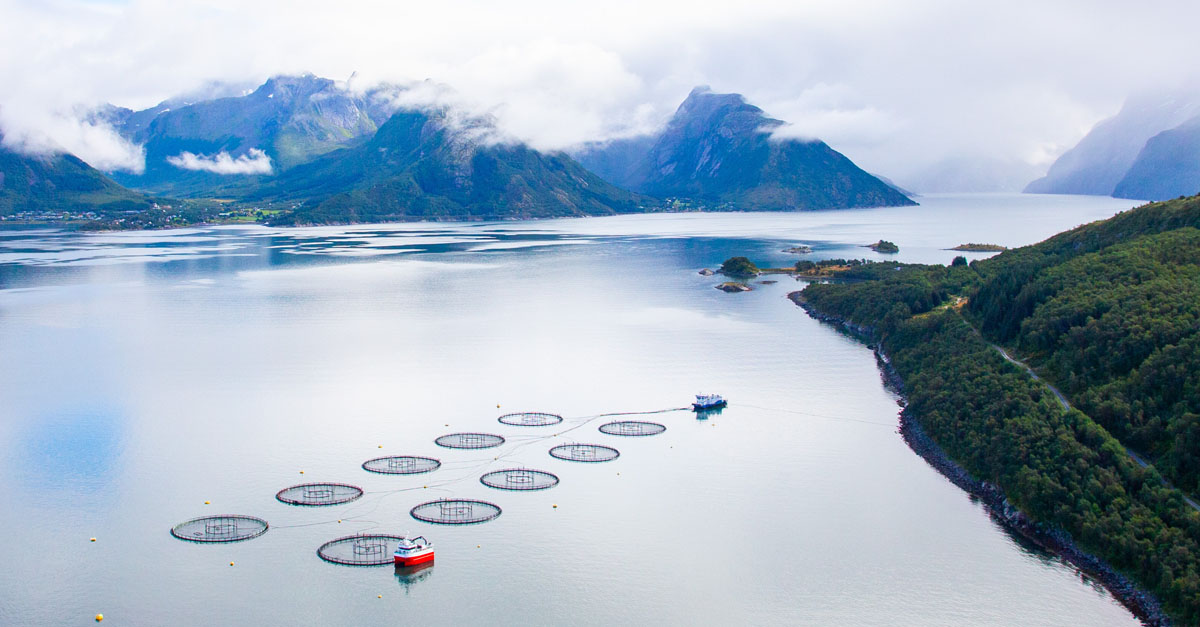 Nova Sea to Join Norwegian Seafood Trust; IBM Blockchain Will Track Salmon from Feed to Plate