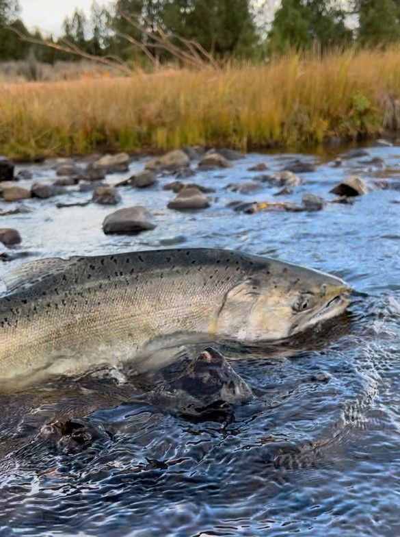 First Salmon Returns to Klamath River System Shortly After Dam Removals