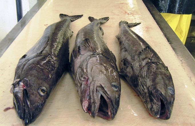 NMFS Requests Industry Cooperation to Avoid Sablefish in the At-Sea Whiting Fishery
