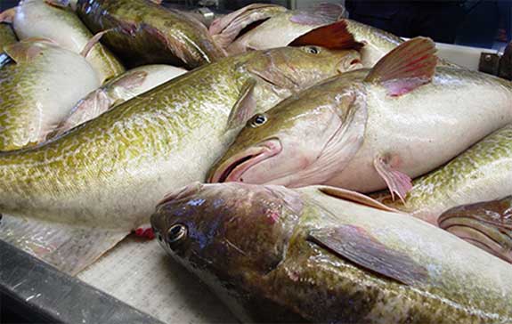 Norway and Russia Reduce 2019 Barents Sea Cod Quota to 725,000 tons, a 7% Decrease over 2018