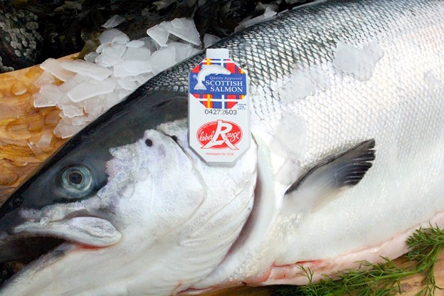 Scottish Salmon Exports Increased 45% in 2024, Reaching Record High of £844 million