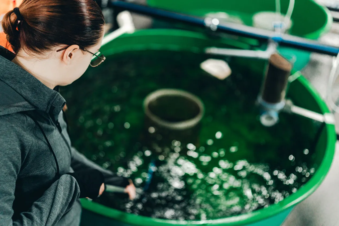 Luke and VTT Develop Technology Solutions to Remove Off-Flavors and Water Mold in Aquaculture