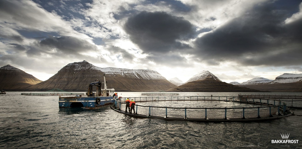 Bakkafrost Q4 Results Indicate Stalled Revenue Stream Amid Strong Smolt Production