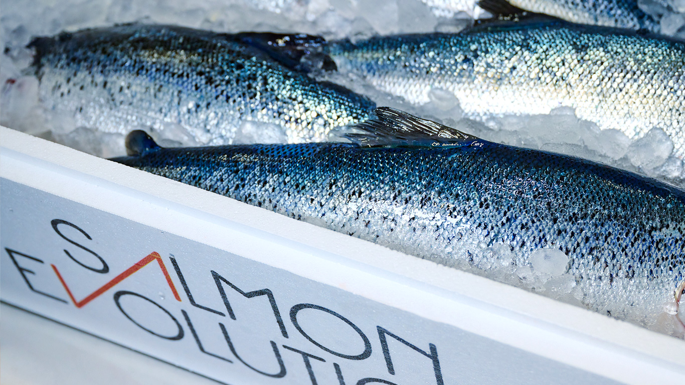 Salmon Evolution Stabilizes Mortality Issues Amid Loss-Making First Quarter