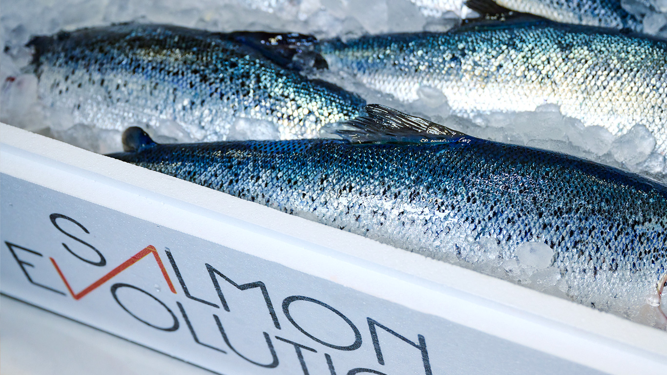 Salmon Evolution Achieves Record Harvest and Strong Financial Results in Q4 2024