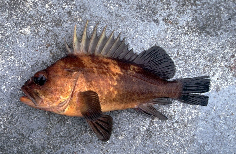 Overfished Determination for California Quillback Rockfish Even as Areas Re-open to Non-trawl Fleets