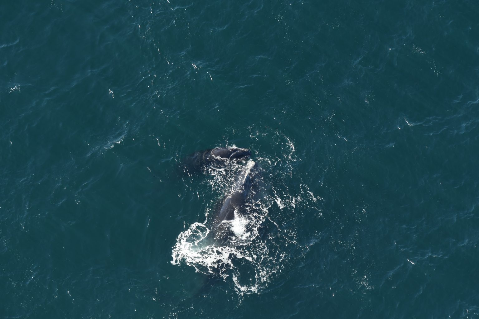 Latest Projection Finds North Atlantic Right Whale Population at Lowest Point in Almost 20 Years