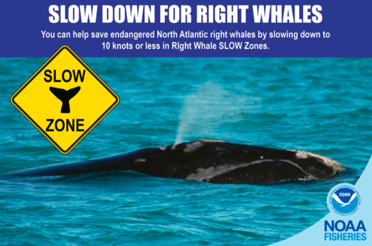 NOAA Launches Right Whale Slow Zones Campaign