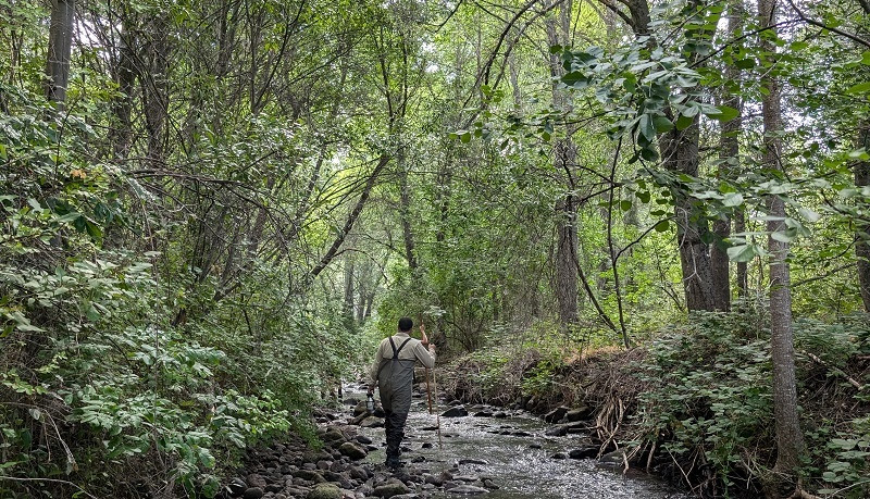 Klamath River Posts a One-Year Surprise: There are ‘Salmon Everywhere’
