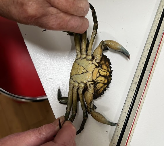 Invasive Green Crab Found at New Site in Strait of Juan de Fuca in Washington