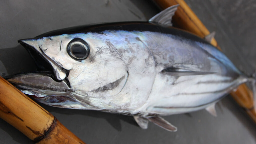 Blueyou Launches Fair Trade Tuna Program in Maldives