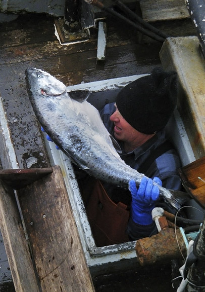 West Coast Salmon Stocks Show Improvement but Will Continue to Constrain Seasons