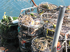 Spring/Summer Crabbing Rules Go Into Effect in Washington, Oregon as Whales Arrive