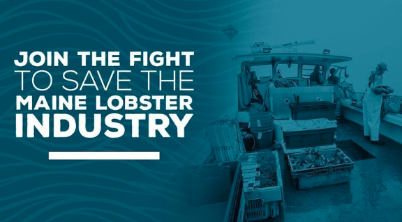 MLMC Launches Change.org Petition Following Maine Lobster’s Move to Seafood Watch Red List