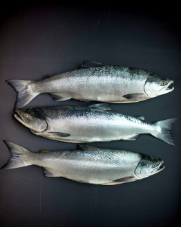 ADF&G Prelim Report Confirms 2022 Bristol Bay Salmon Largest Inshore Run on Record